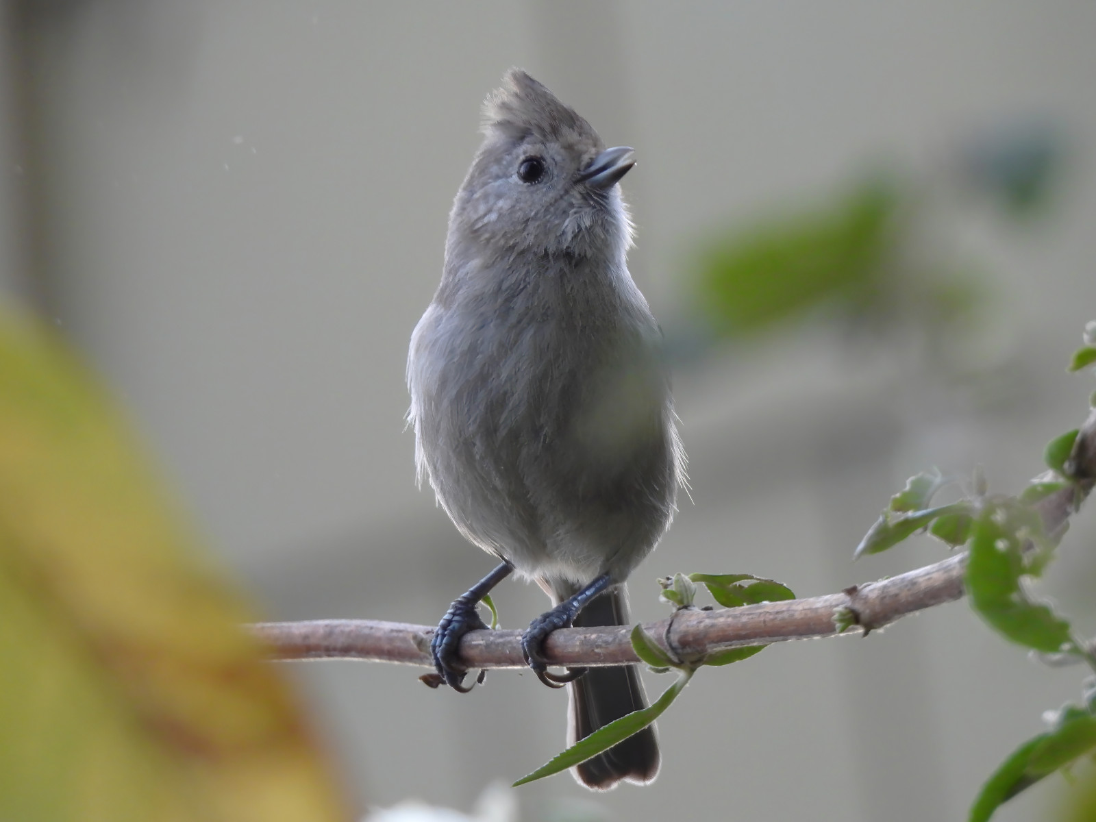 image Oak Titmouse